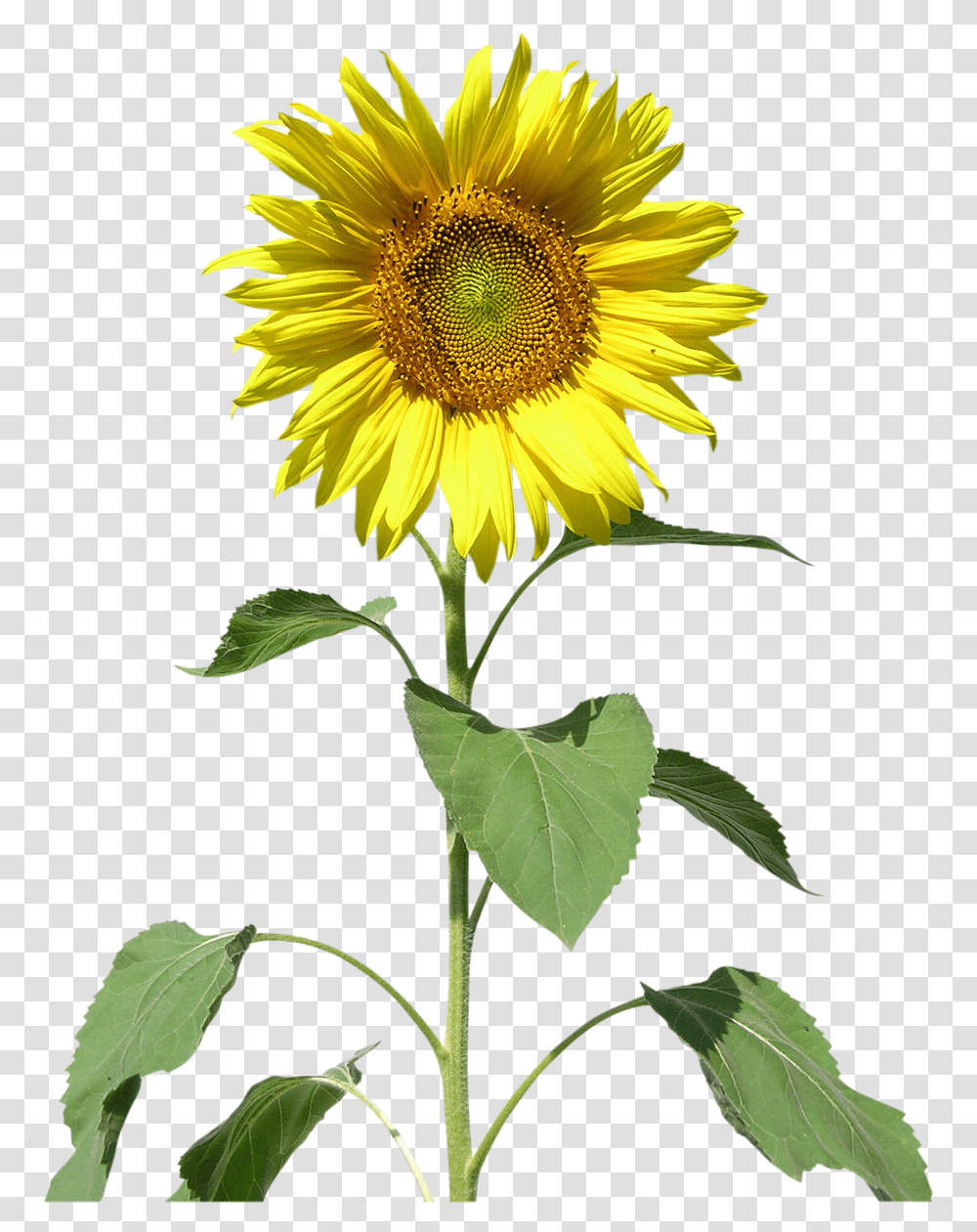 Common Sunflower Sunflowers Clip Art Sunflower, Plant, Blossom Transparent Png