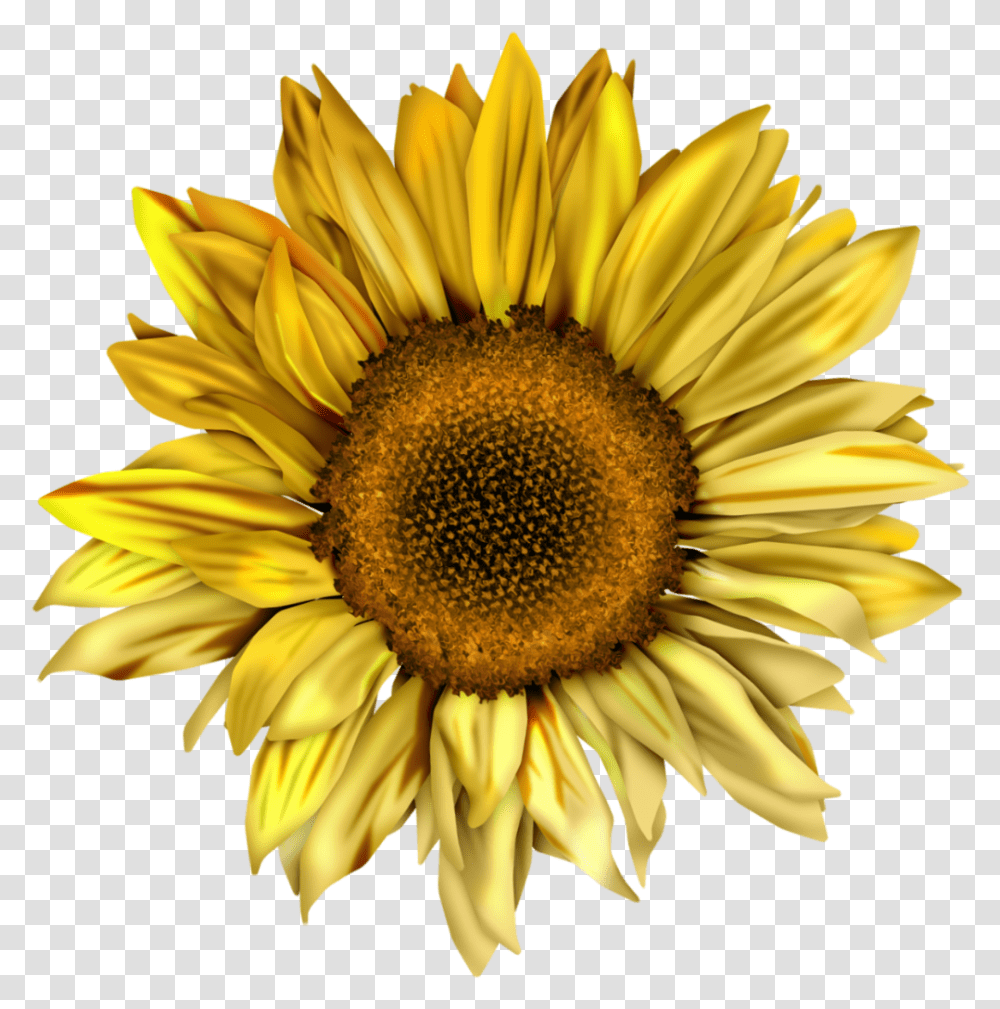 Common Sunflower Watercolor Colourful 1353799 Watercolor Sunflower, Plant, Blossom, Daisy, Daisies Transparent Png