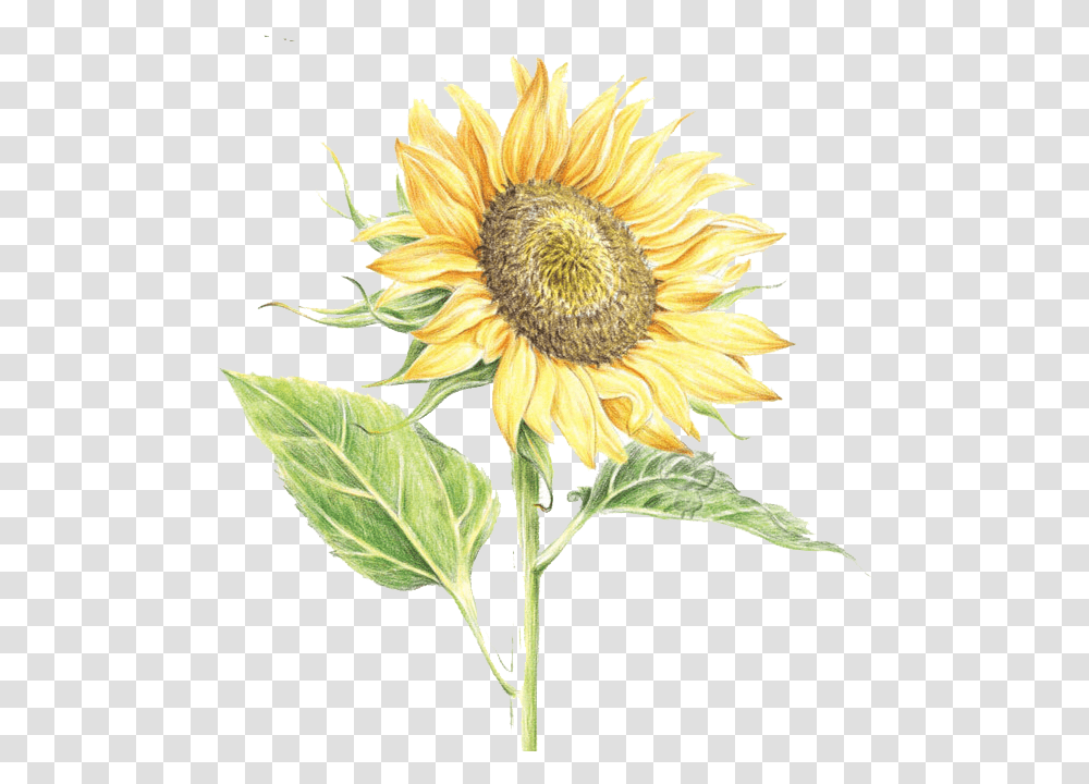 Common Sunflower Watercolor Painting, Plant, Blossom Transparent Png