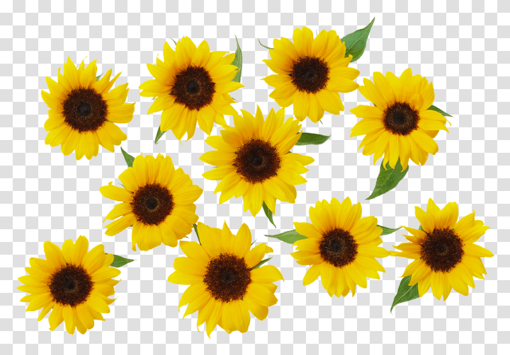 Common Sunflower Yellow Sunflower Download 1000678 Background Yellow Sunflower, Plant, Blossom, Petal, Asteraceae Transparent Png