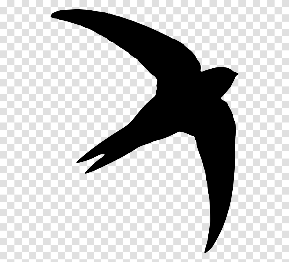 Common Swift Silhouette Photography Bird Swift Bird Swift Silhouette, Gray, World Of Warcraft Transparent Png