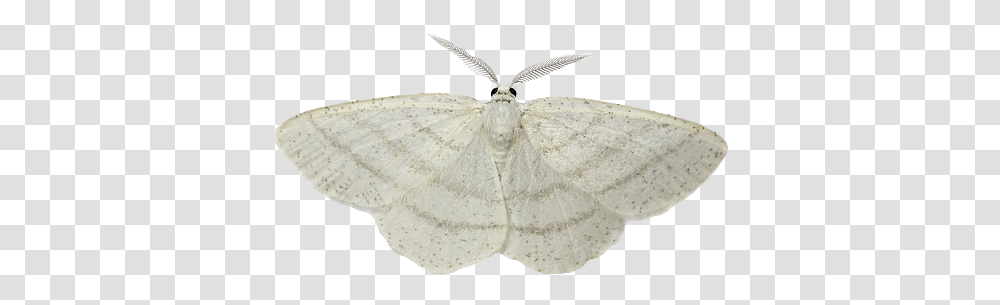 Common White Wave Moth Moth, Butterfly, Insect, Invertebrate, Animal Transparent Png