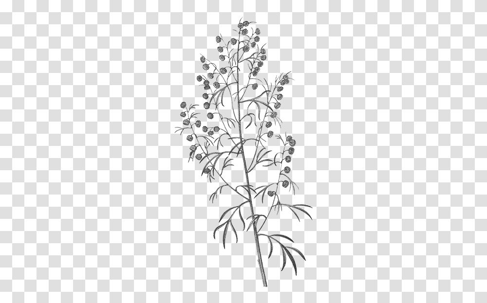 Common Wormwood, Floral Design, Pattern Transparent Png