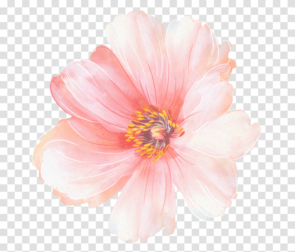 Common Zinnia, Plant, Flower, Blossom, Anther Transparent Png