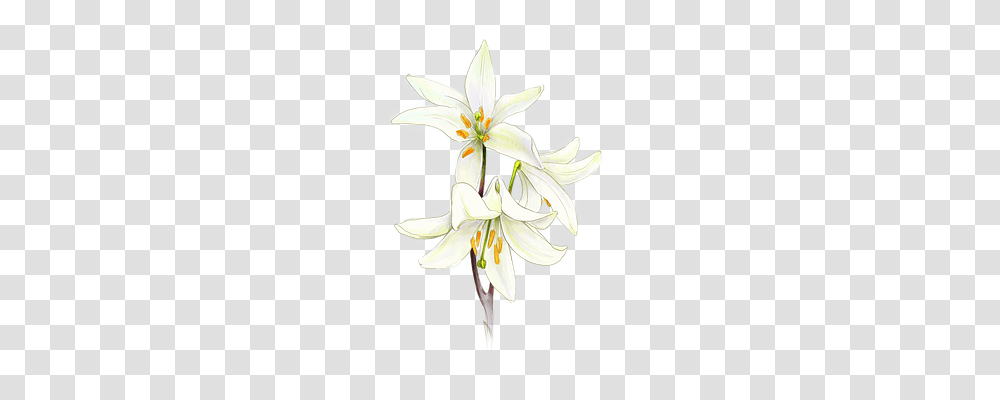 Communion Religion, Plant, Lily, Flower Transparent Png