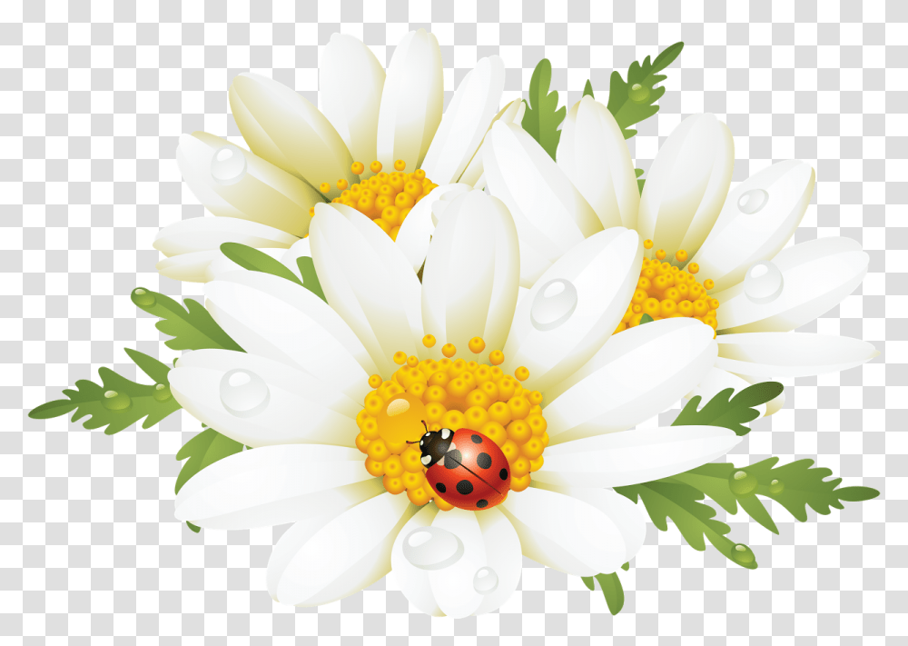 Como La Miel De Lady Bug And Daisy Clipart, Plant, Flower, Daisies, Blossom Transparent Png