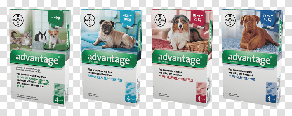 Companion Dog, Advertisement, Poster, Flyer, Paper Transparent Png