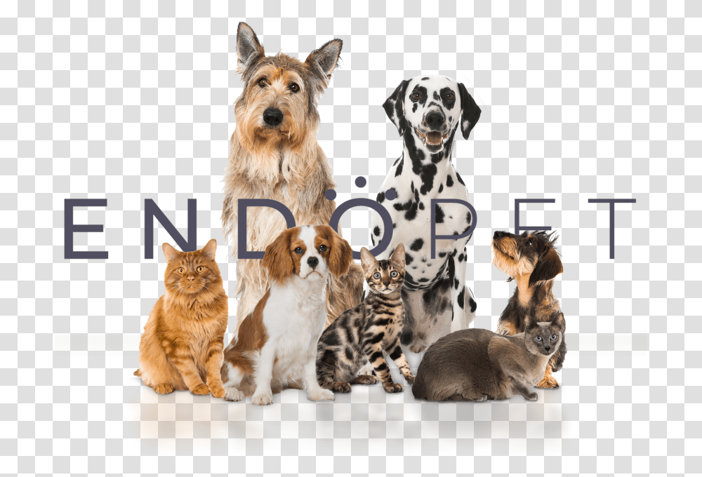 Companion Dog, Cat, Pet, Mammal, Animal Transparent Png