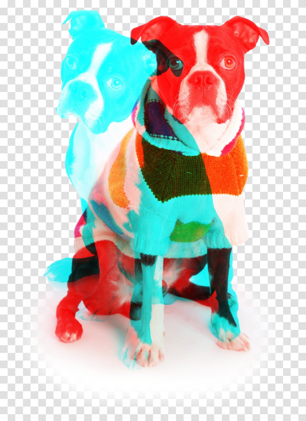 Companion Dog, Apparel, Pet, Canine Transparent Png