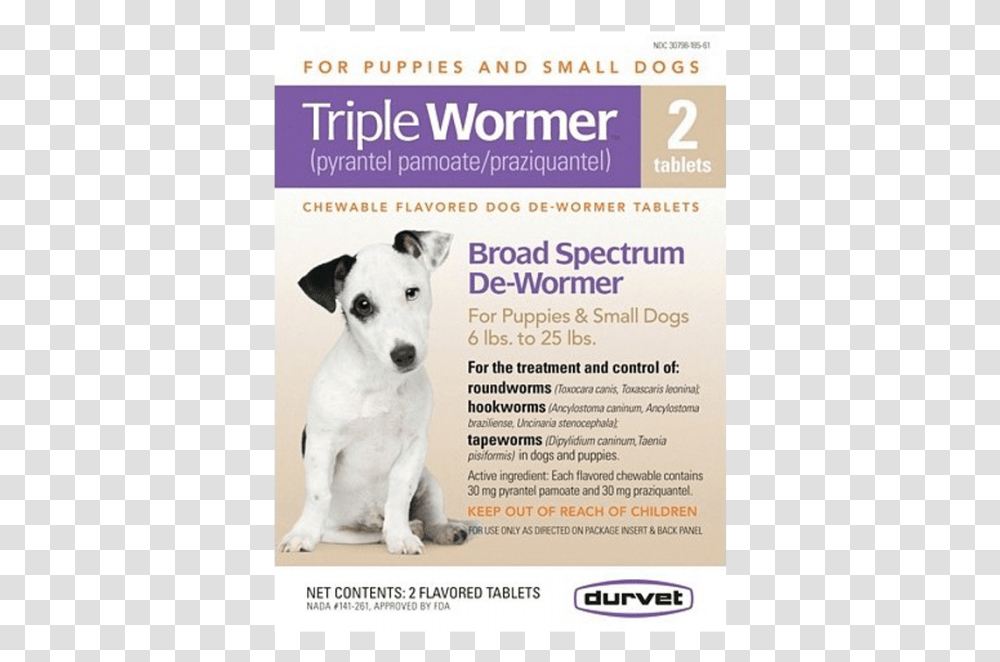 Companion Dog, Flyer, Poster, Paper, Advertisement Transparent Png