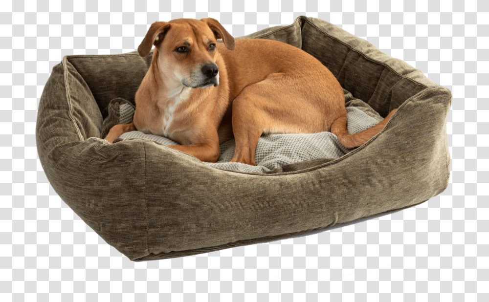Companion Dog, Furniture, Pet, Canine, Animal Transparent Png