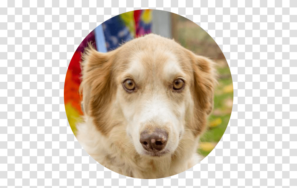 Companion Dog, Golden Retriever, Pet, Canine, Animal Transparent Png