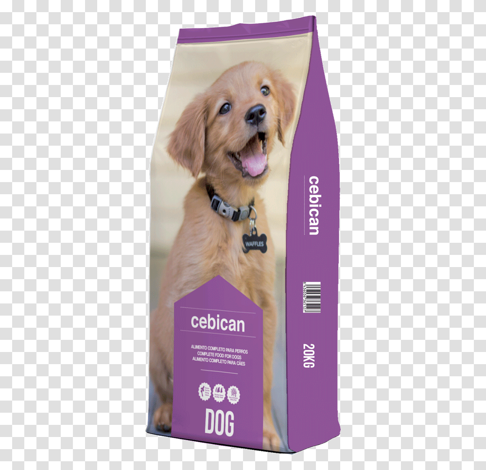 Companion Dog, Golden Retriever, Pet, Canine, Animal Transparent Png