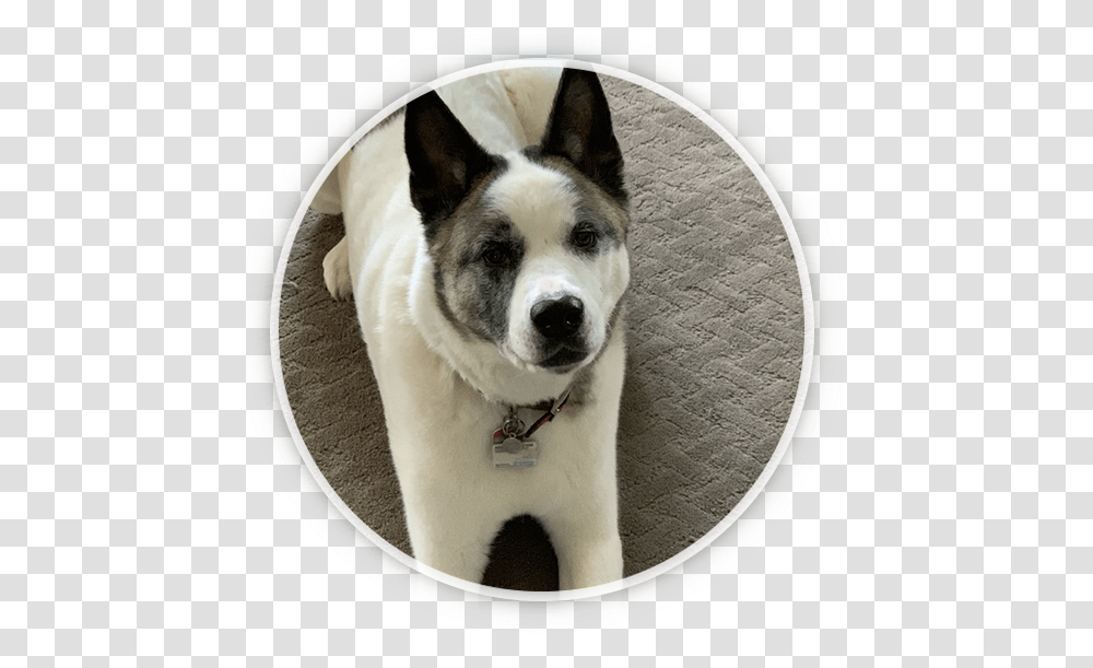Companion Dog, Husky, Pet, Canine, Animal Transparent Png