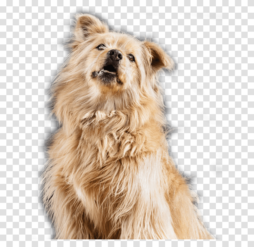 Companion Dog, Pet, Animal, Canine, Mammal Transparent Png