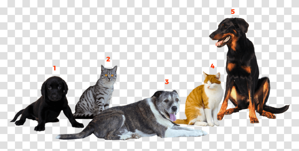 Companion Dog, Pet, Animal, Manx, Cat Transparent Png