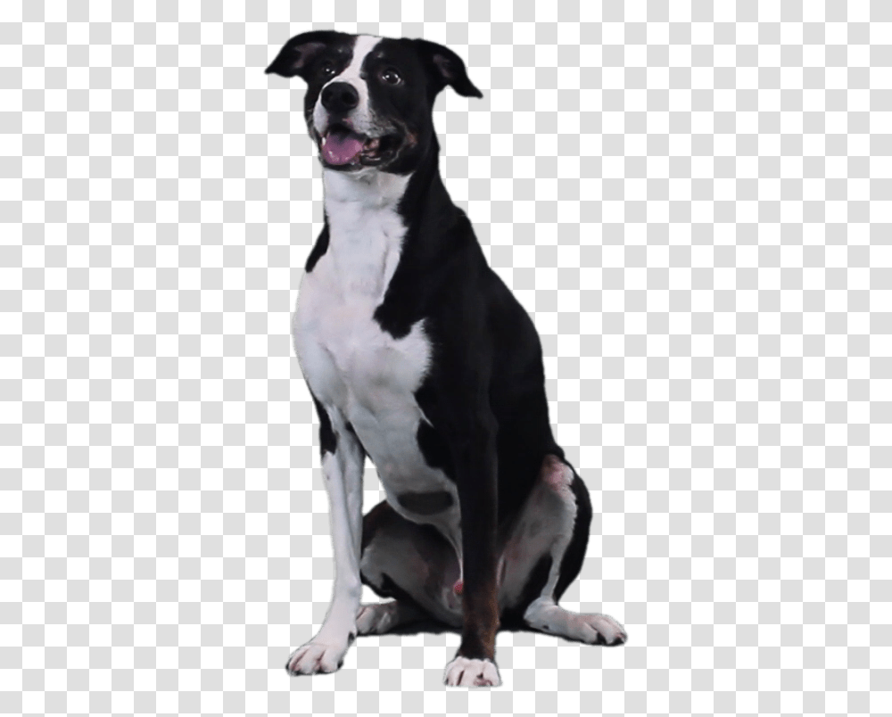 Companion Dog, Pet, Canine, Animal, Mammal Transparent Png