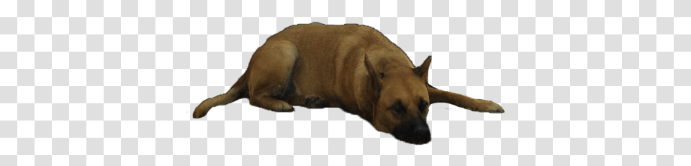 Companion Dog, Pet, Canine, Animal, Mammal Transparent Png