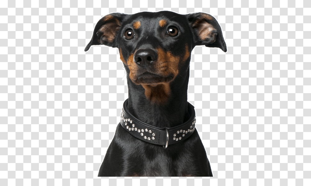 Companion Dog, Pet, Canine, Animal, Mammal Transparent Png