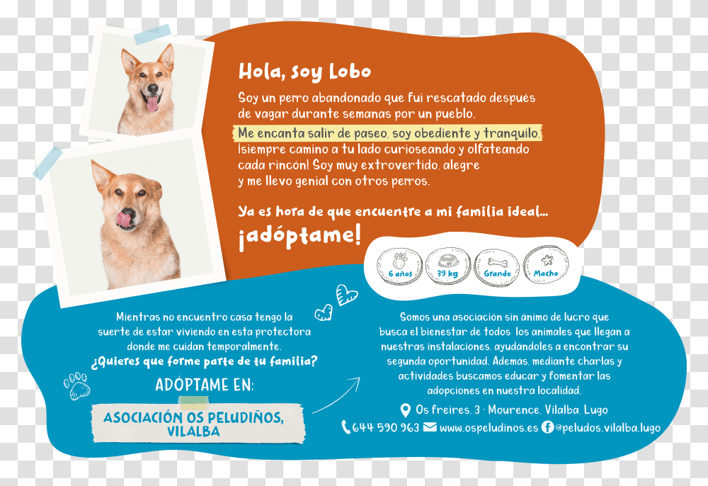 Companion Dog, Poster, Advertisement, Flyer, Paper Transparent Png