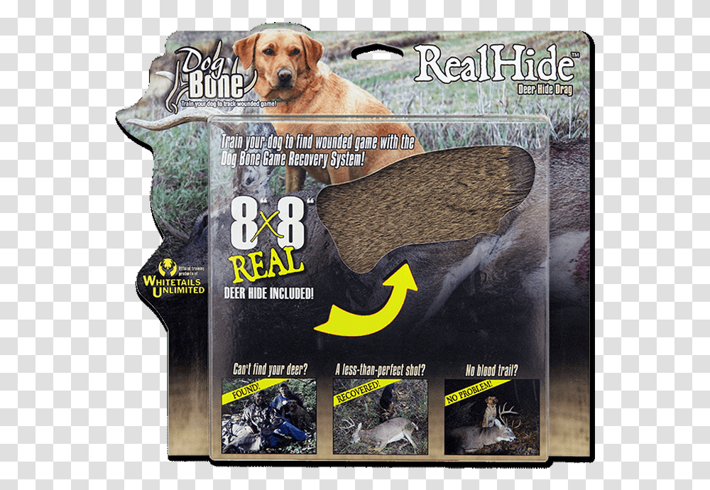 Companion Dog, Poster, Advertisement, Flyer, Paper Transparent Png