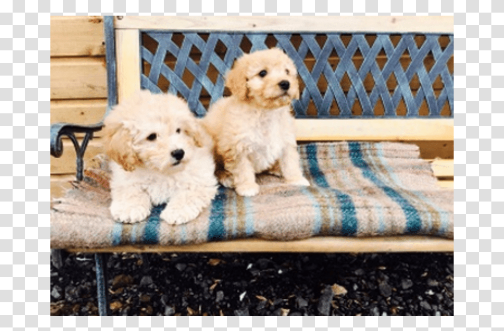 Companion Dog, Puppy, Pet, Canine, Animal Transparent Png