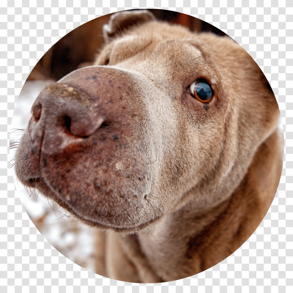 Companion Dog, Snout, Pet, Canine, Animal Transparent Png