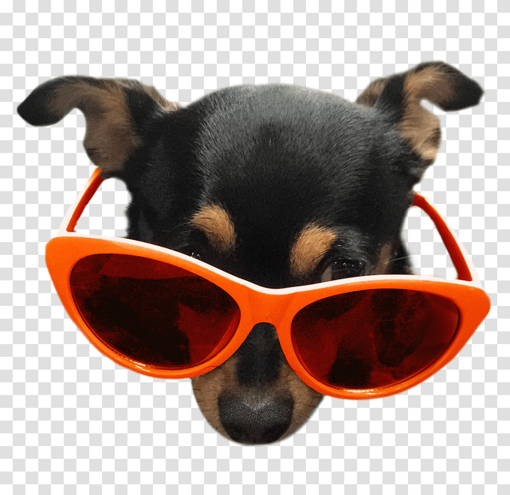Companion Dog, Sunglasses, Accessories, Accessory, Pet Transparent Png