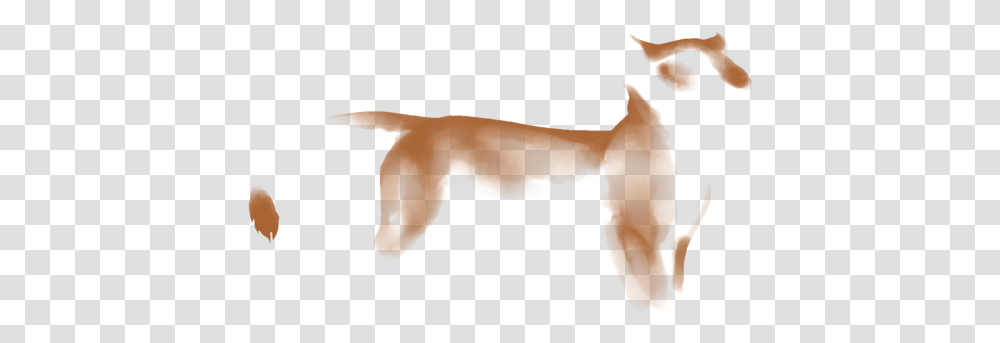 Companion Dog, Terrier, Pet, Canine, Animal Transparent Png