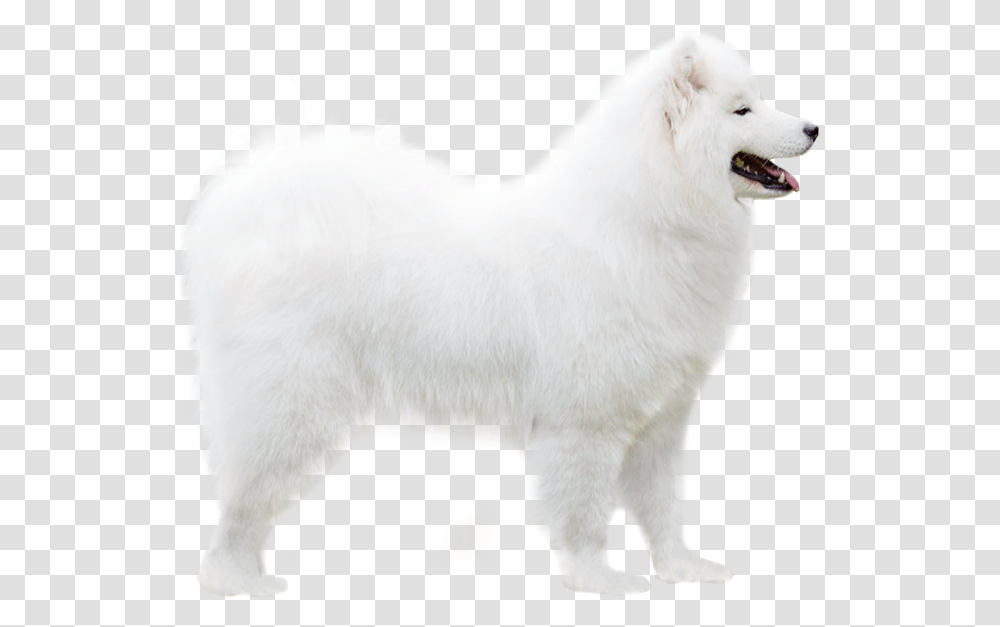 Companion Dog, White Dog, Pet, Canine, Animal Transparent Png