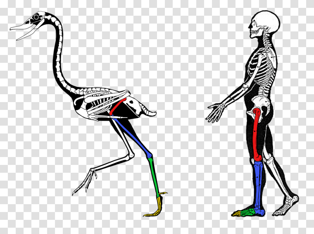 Comparative Anatomy, Person, Human, Animal, Bird Transparent Png