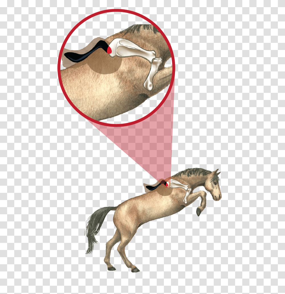 Comparison 01 01 Illustration, Antelope, Wildlife, Mammal, Animal Transparent Png