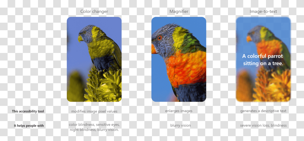 Comparison Macaw, Bird, Animal, Parrot, Parakeet Transparent Png