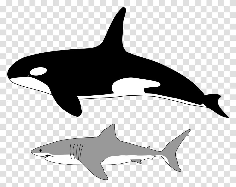 Comparison Of Size Of Orca And Great White Shark Orca And Great White Size Comparison, Sea Life, Fish Transparent Png