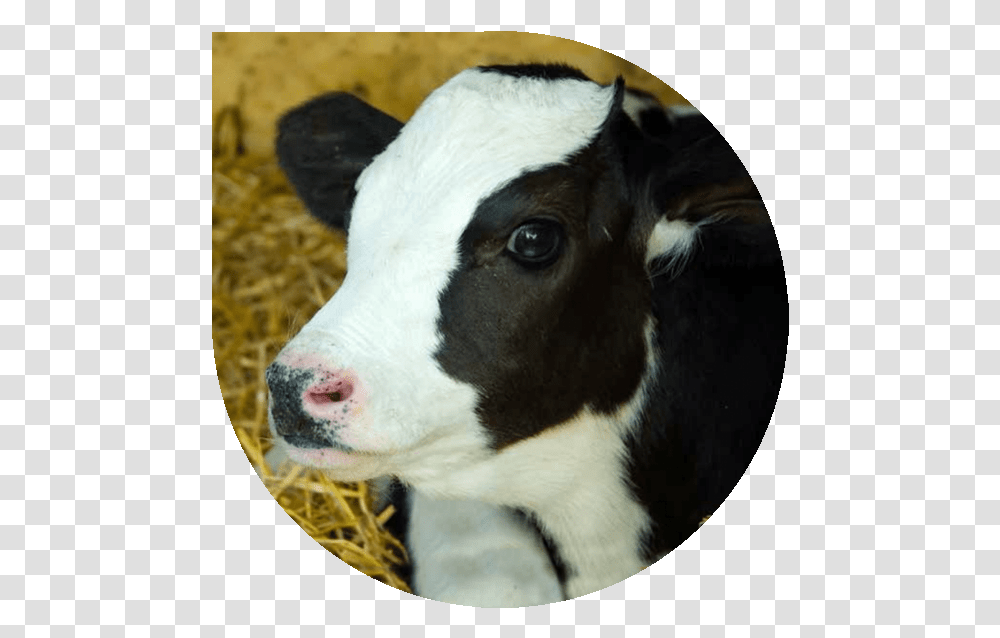 Compassion In World Farming Cow, Cattle, Mammal, Animal, Calf Transparent Png