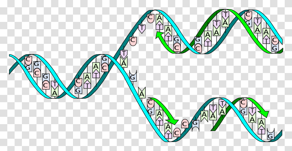 Complementary Base Pairing During Dna Replication, Game, Triangle Transparent Png
