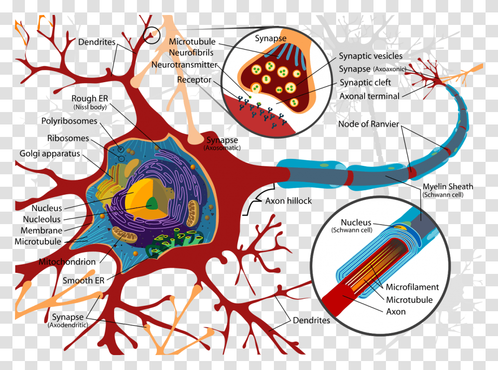 Complete Neuron Cell Diagram En, Drawing, Poster Transparent Png