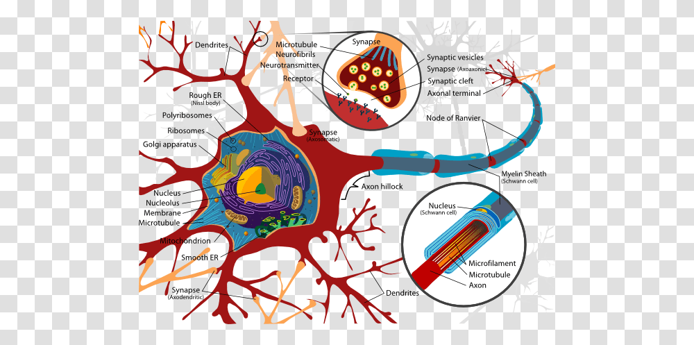 Complete Neuron Cell Diagram En Clip Art, Plot, Vegetation, Plant, Water Transparent Png