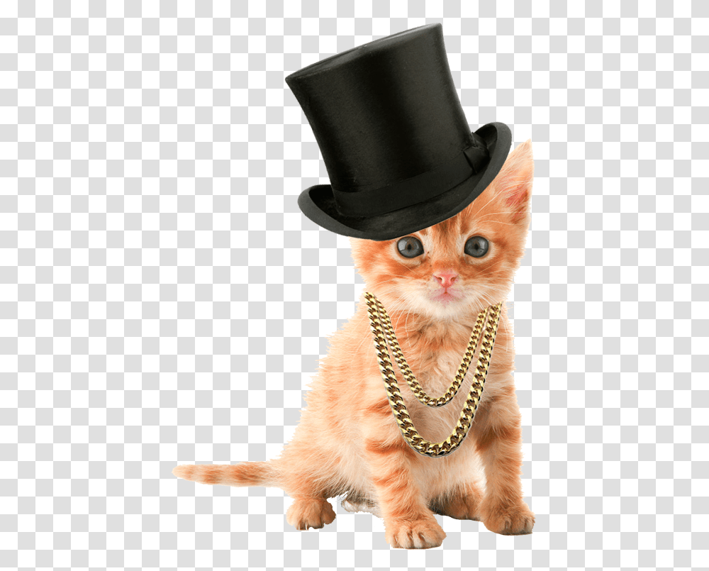 Completed Kitten Dress Up Tutorial Cat White Background Hd, Hat, Pet, Mammal Transparent Png