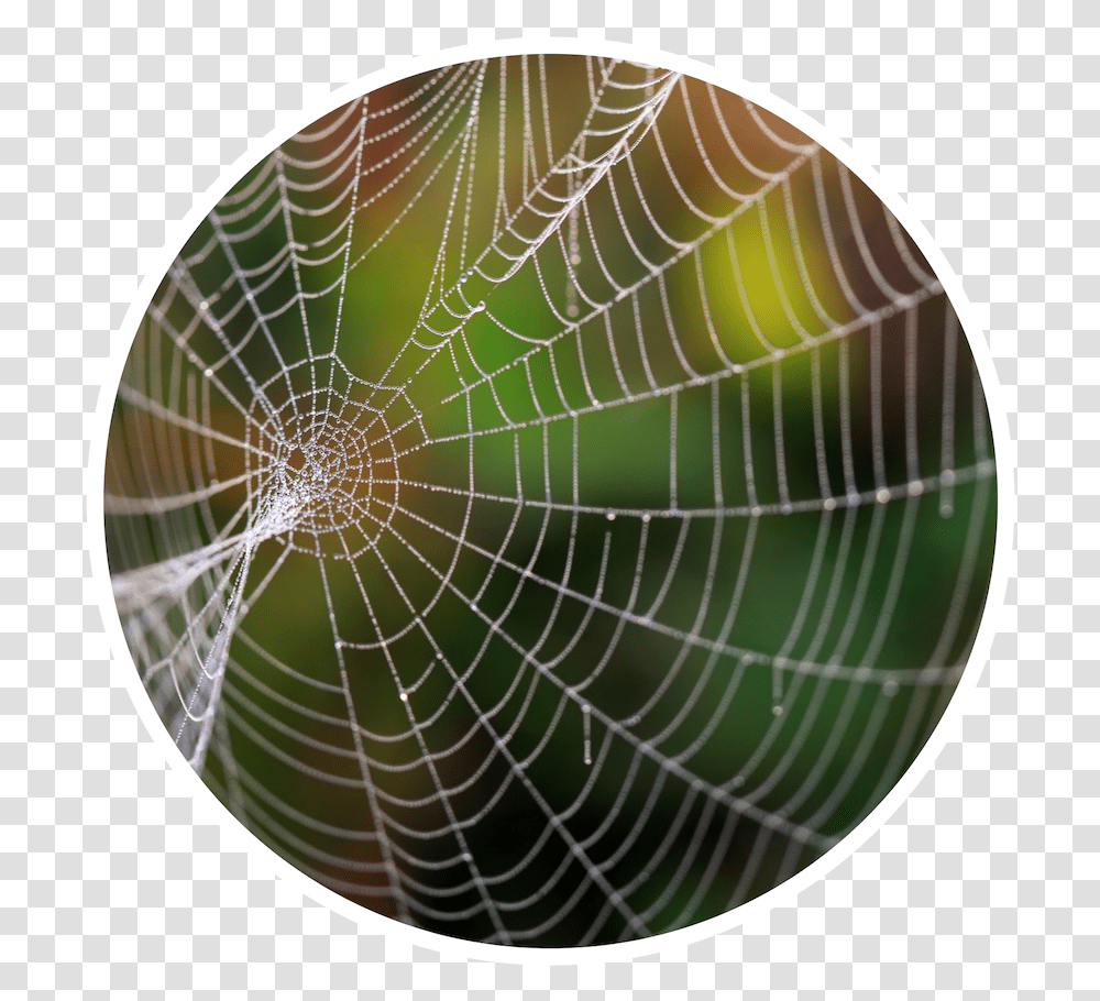 Complex Definition, Spider Web Transparent Png
