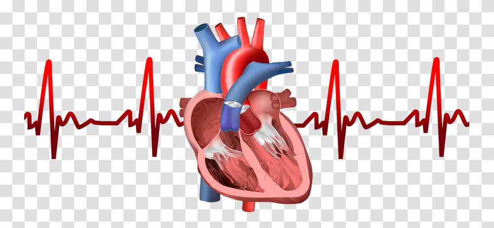 Components Of Cardiovascular System, Stomach, Dynamite, Bomb Transparent Png
