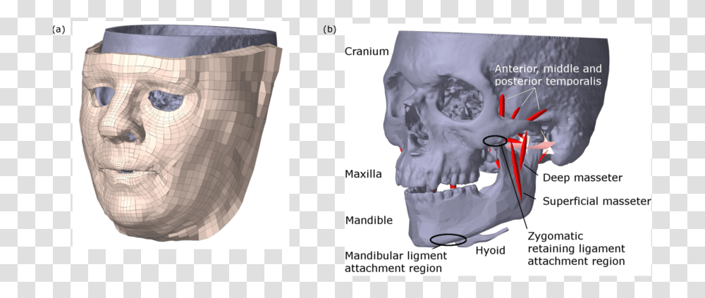Computed Tomography, Diaper, Person, Human, X-Ray Transparent Png
