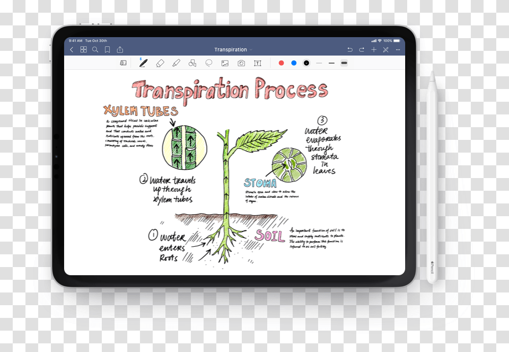 Computer, Electronics, Tablet Computer, Plant Transparent Png