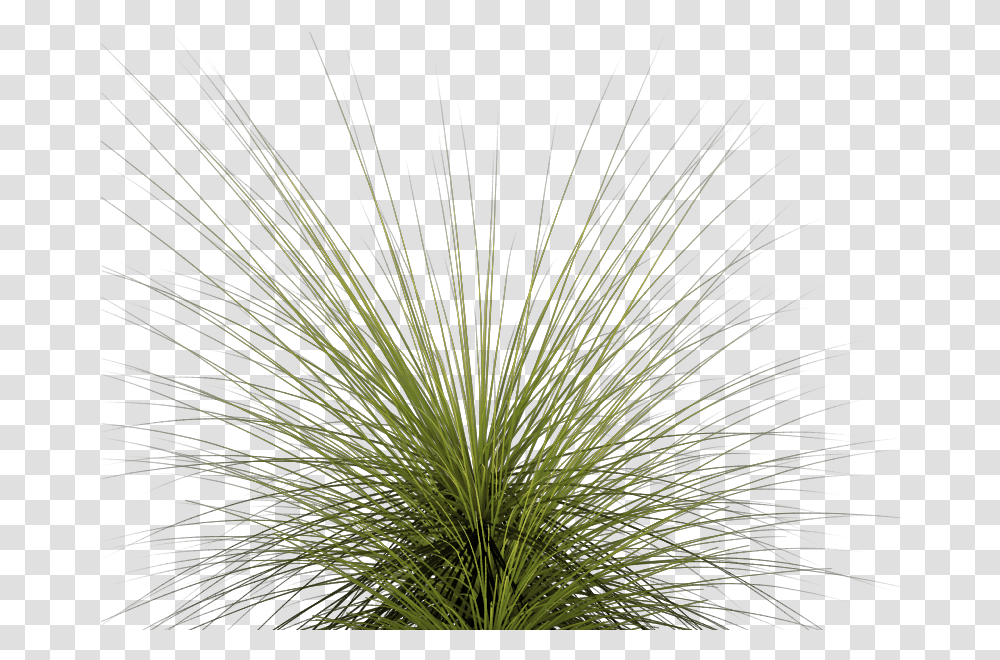 Computer Icons Clip Art Grass Top, Nature, Outdoors, Vegetation, Plant Transparent Png