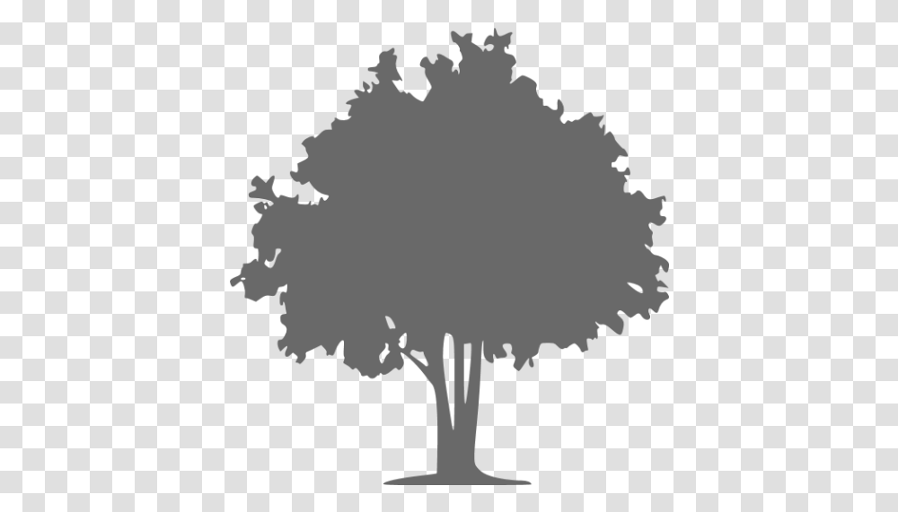Computer Icons The Tree Doctor Vector Coniferous Vs Deciduous Trees, Bird, Animal, Plant, Silhouette Transparent Png