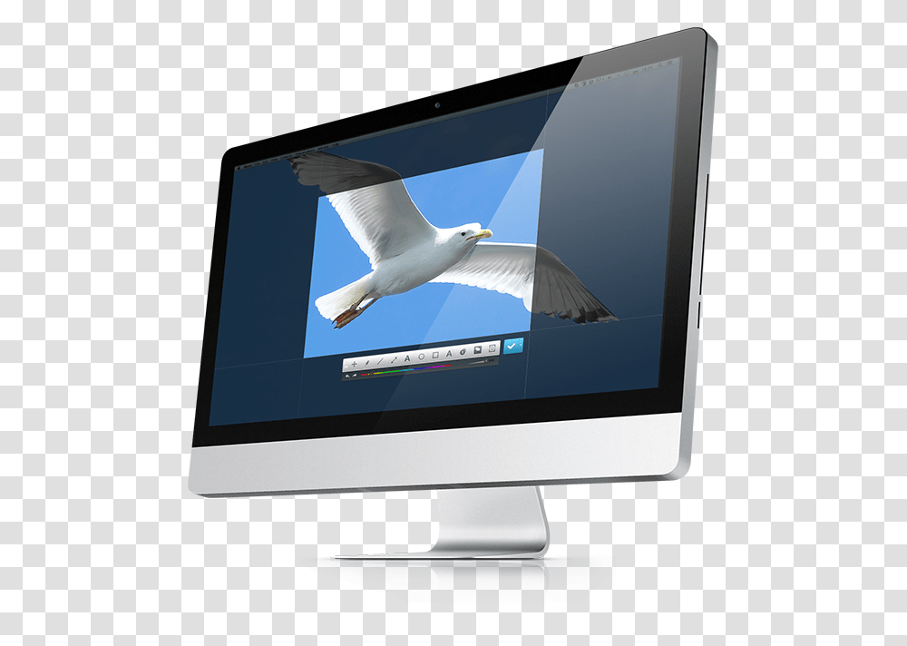 Computer Monitor, Bird, Animal, Electronics, Screen Transparent Png