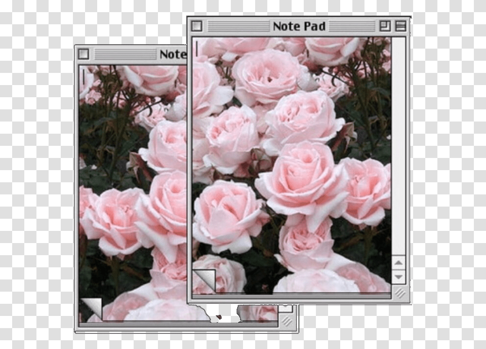 Computer Pink Flowers Pinkaesthetic Aesthetic Hybrid Tea Rose, Plant, Collage, Poster, Advertisement Transparent Png