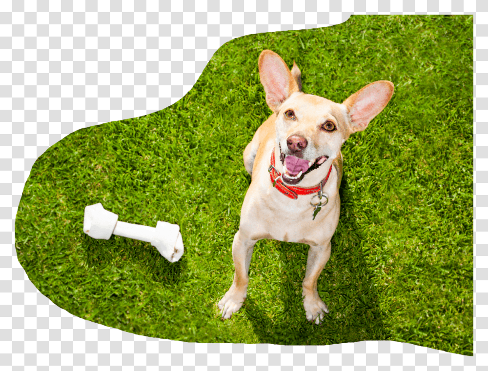 Comwp Contentuploadsdog With Big Bone, Grass, Plant, Pet, Canine Transparent Png