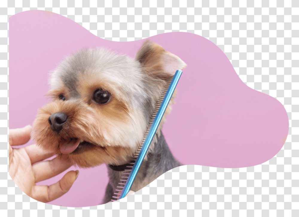 Comwp Grooming Chatsworth Companion Dog, Pet, Canine, Animal, Mammal Transparent Png