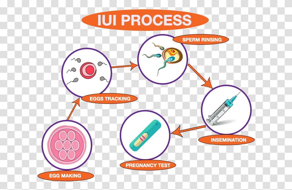 Comwp Process Iui Treatment Step Step, Label, Outdoors, Sphere Transparent Png